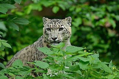 《全面战争：战锤2》最终DLC新预告片展示兽人派系